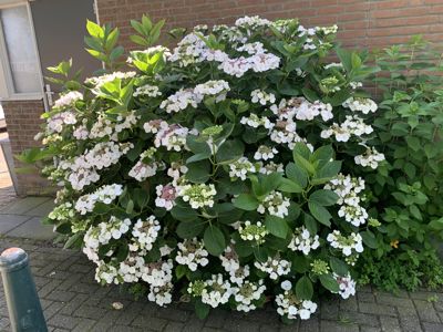 Foto 309 uit Rondje Beverwaard 2026