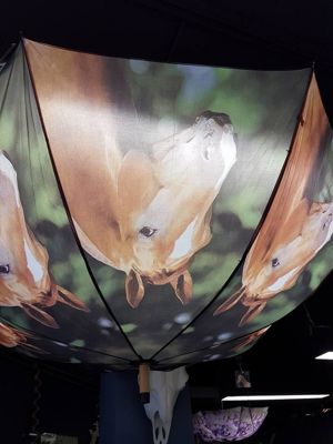 Foto 238 uit NeelyshaBloemen