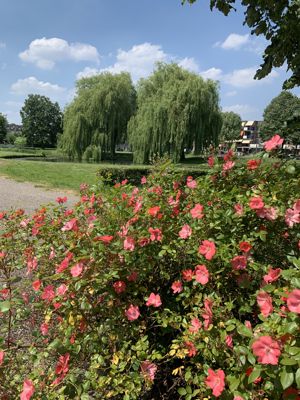 Foto 311 uit StratenBEVERWAARD