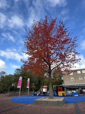 Foto 66 uit X-Herfst Verschillende jaren  2026