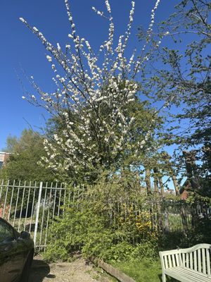 Foto 262 uit Rondje Beverwaard 2026