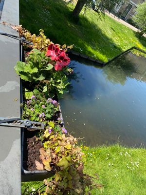 Foto 6 uit AlerdinksingelPlanten