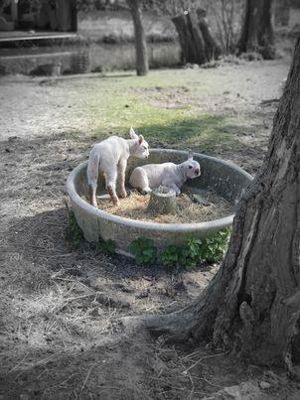 Foto 5 uit Schaapjes Geboren