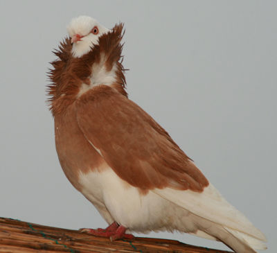 Foto 14 uit Sinterklaas 2009B.W