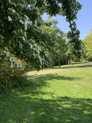 Foto 95 uit Rondje Beverwaard 2026