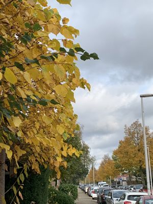 Foto 451 uit Rondje Beverwaard 2026