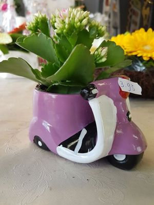 Foto 22 uit NeelyshaBloemen