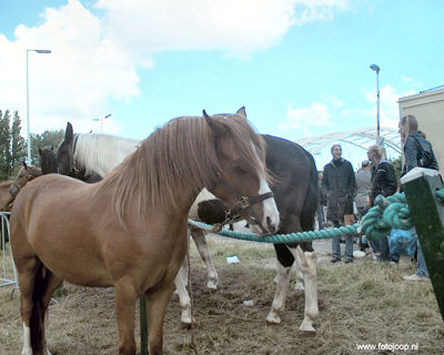 Foto 13 uit Paardenmarkt new07