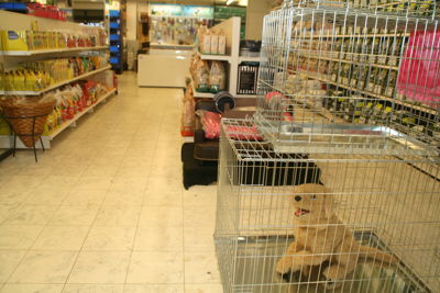 Foto 47 uit Dieren Zaak Catdox