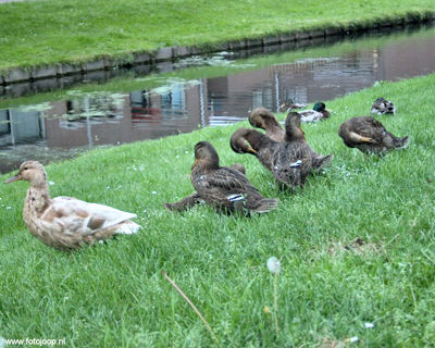 vervuiling singel bw