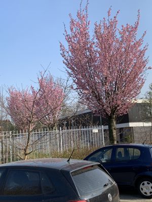 Foto 85 uit Rondje Beverwaard 2026