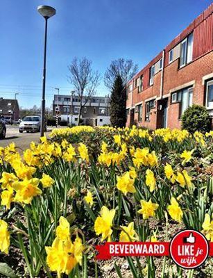 Foto 253 uit LIKEJEWIJK FOTO'S_3