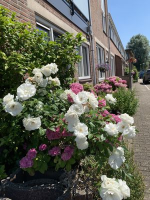 Foto 333 uit Rondje Beverwaard 2026