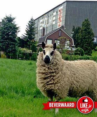 Foto 506 uit LIKEJEWIJK FOTO'S_2