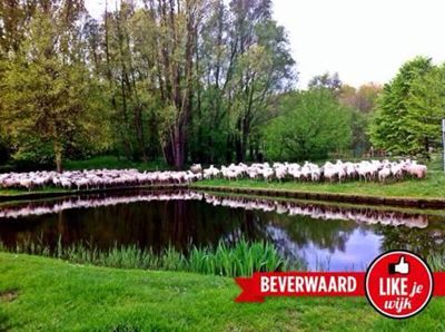 Foto 522 uit LIKEJEWIJK FOTO'S_2