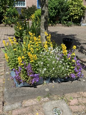 Foto 299 uit Rondje Beverwaard 2026