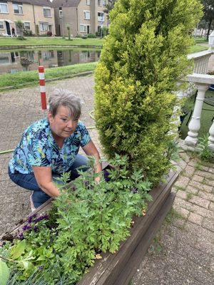 Foto 23 uit PlantenAlerdincksingel