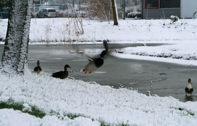 Foto 205 uit WinterIn Beverwaard