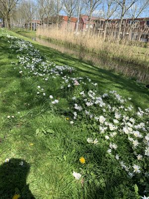 Foto 220 uit StratenBEVERWAARD