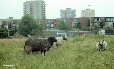 Foto 7 uit ijsselmonde25_6-8