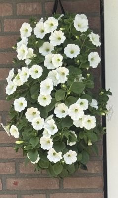Foto 537 uit Rondje Beverwaard 2026