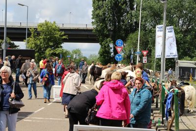 Foto 116 uit Paardenmarkt29-6