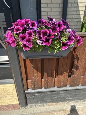 Foto 274 uit Rondje Beverwaard 2026