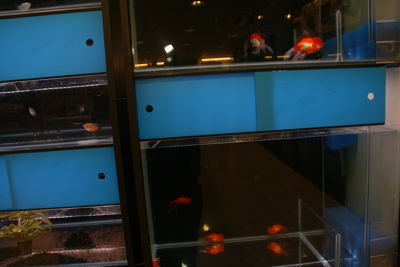 Foto 44 uit Dieren Zaak Catdox