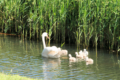 Foto 10 uit ZwaanMet8Jongen