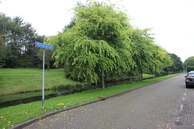 Foto 198 uit Herfst In Beverwaard