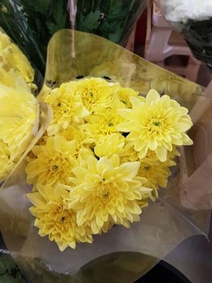 Foto 162 uit NeelyshaBloemen