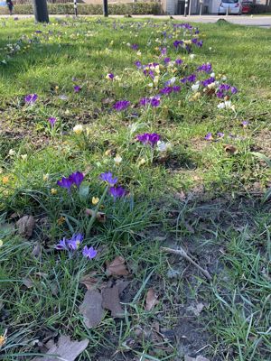 Foto 79 uit Rondje Beverwaard 2026