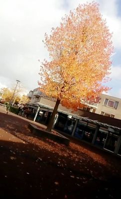 Foto 13 uit Herfst In Beverwaard