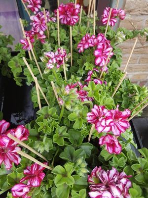 Foto 139 uit NeelyshaBloemen