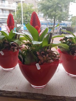 Foto 213 uit NeelyshaBloemen