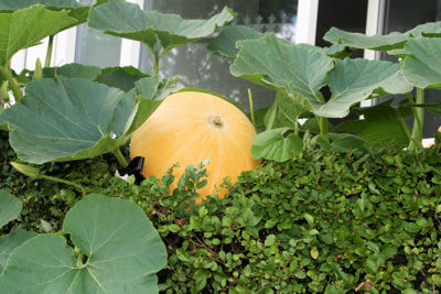 Foto 6 uit Pompoen in Bloei