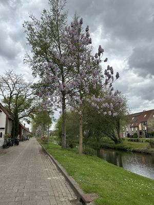 Foto 215 uit Rondje Beverwaard 2026