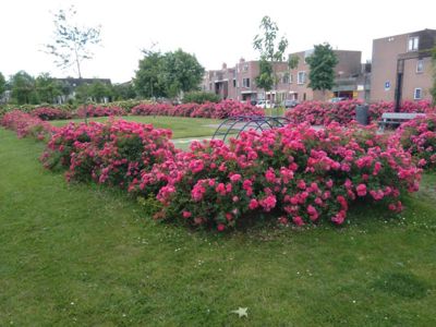 Foto 174 uit TropischeTuin 2017