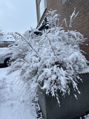 Foto 18 uit X- Sneeuw in de Beverwaard 2026