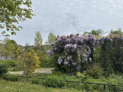 Foto 225 uit Rondje Beverwaard 2026