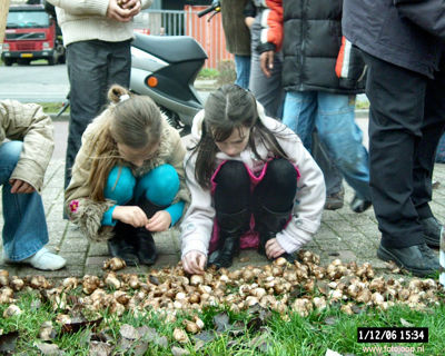 Foto 129 uit bloembollen planten