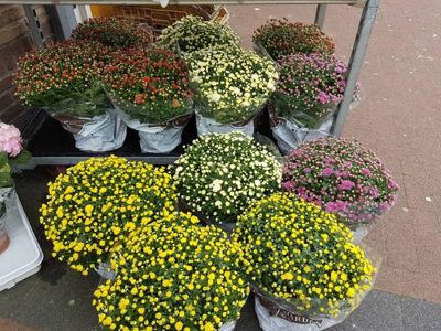 Foto 218 uit NeelyshaBloemen