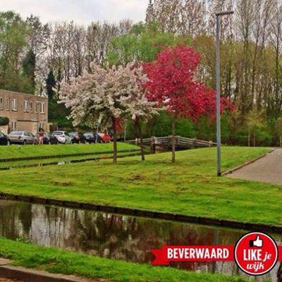 Foto 609 uit LIKEJEWIJK FOTO'S_2