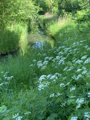 Foto 34 uit Rondje Beverwaard 2026