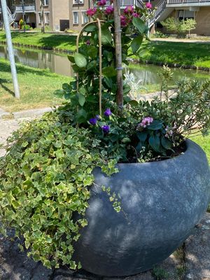 Foto 4 uit AlerdinksingelPlanten