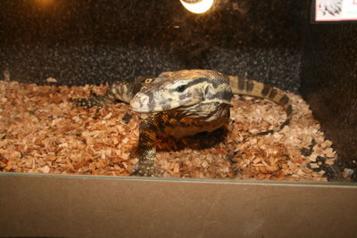 Foto 103 uit HaLLoWeeN29_10_11