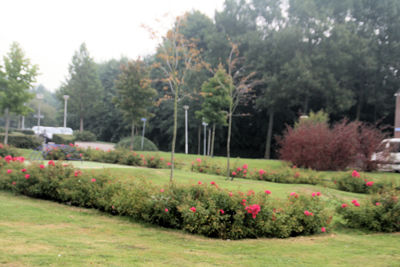 Foto 336 uit StratenBEVERWAARD