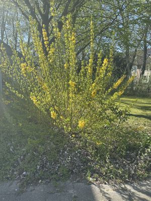 Foto 269 uit Rondje Beverwaard 2026