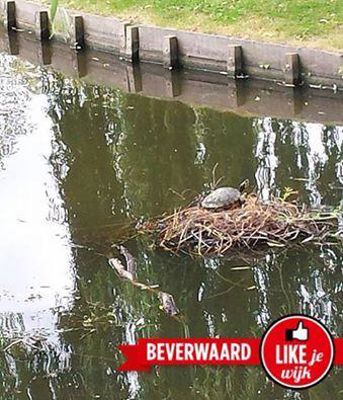 Foto 711 uit LIKEJEWIJK FOTO'S_2