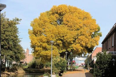 Foto 28 uit Herfst In Beverwaard